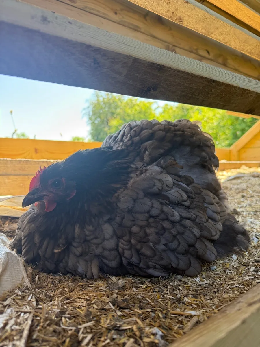 Large Fowl Black & Blue Orpington Hatching Eggs - Image 2