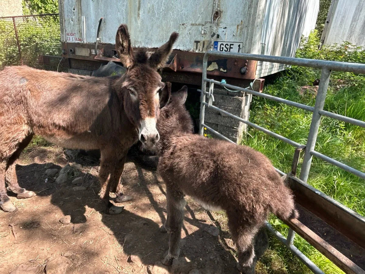 Donkey - Mare and Foul - Image 1