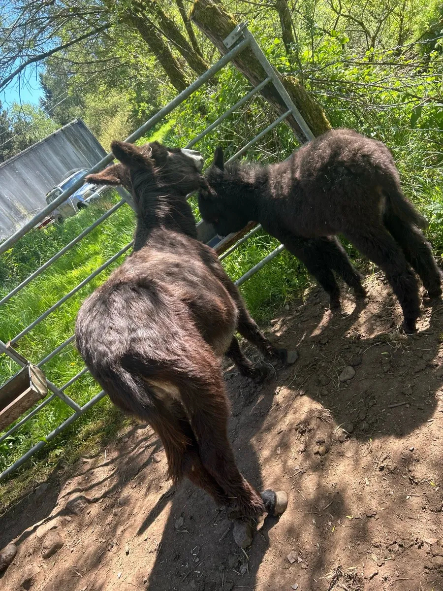 Donkey - Mare and Foul - Image 4