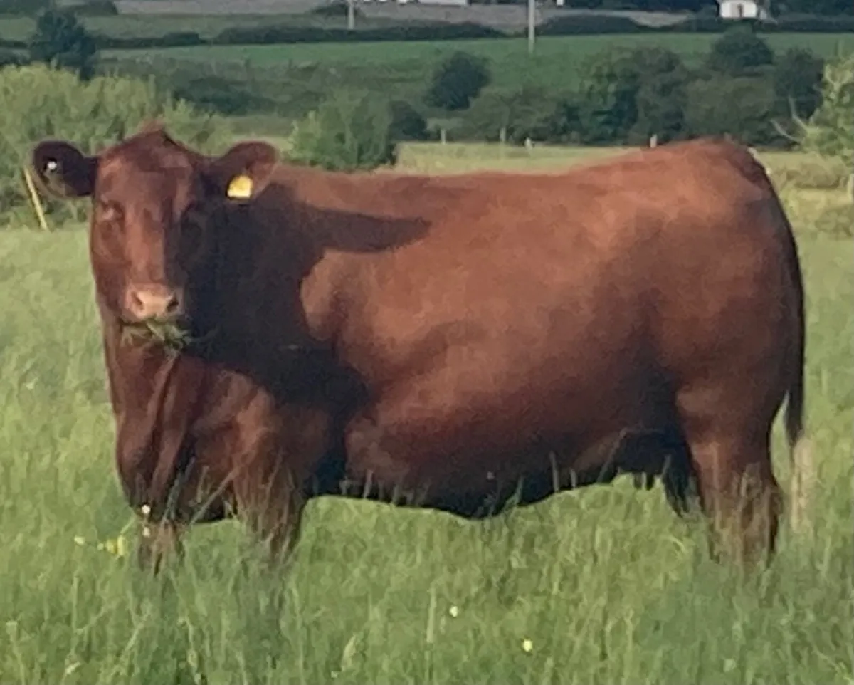 Red Angus bulls - Image 2