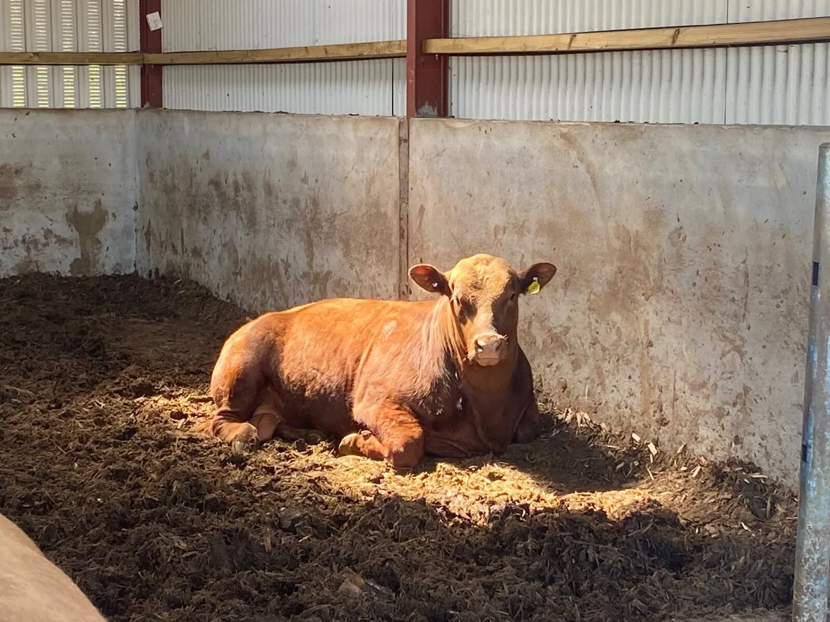 Red Angus bulls - Image 1