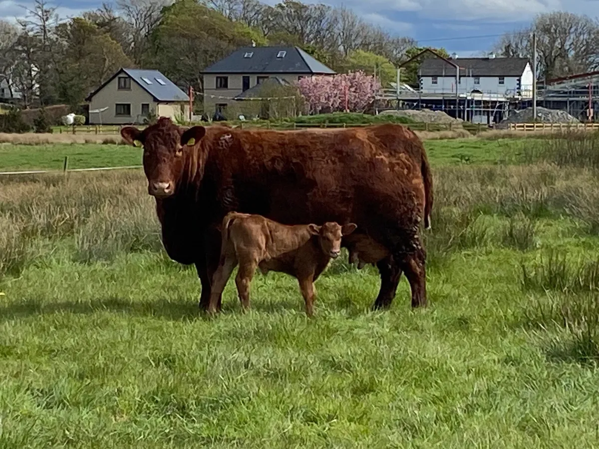 Red Angus bulls - Image 3
