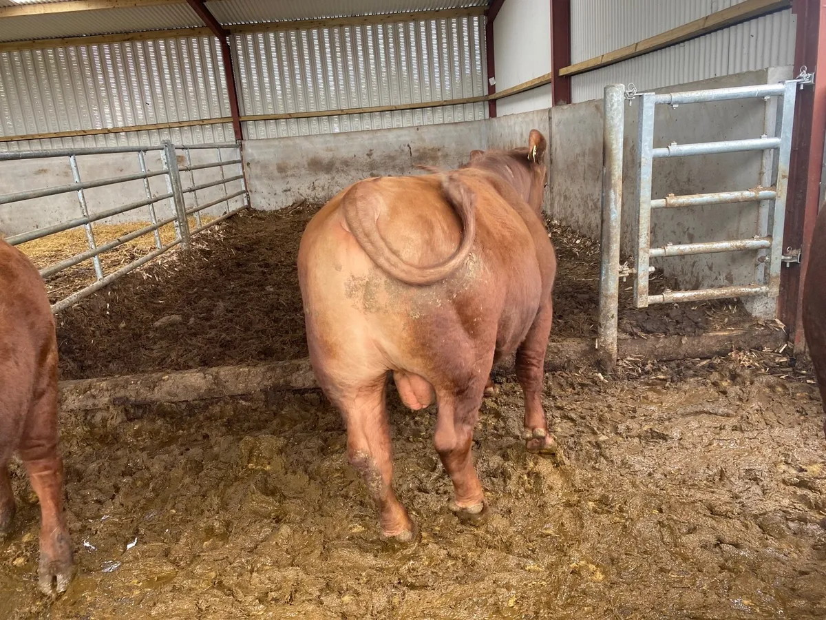 Red Angus bulls - Image 4