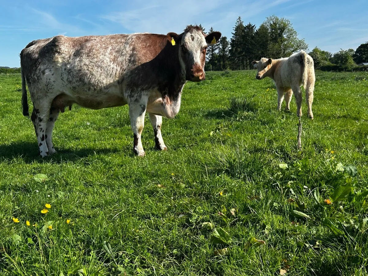 4 Star Roan Shorthorn Cow & Heifer Calf - Image 1