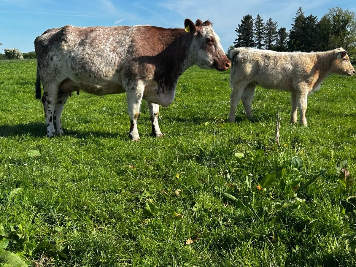 4 Star Roan Shorthorn Cow & Heifer Calf - Image 2