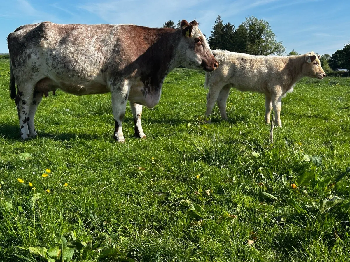 4 Star Roan Shorthorn Cow & Heifer Calf - Image 3