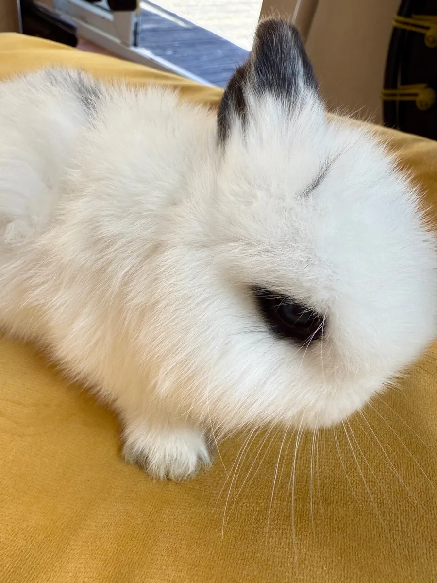 lop-eared rabbit - Image 2
