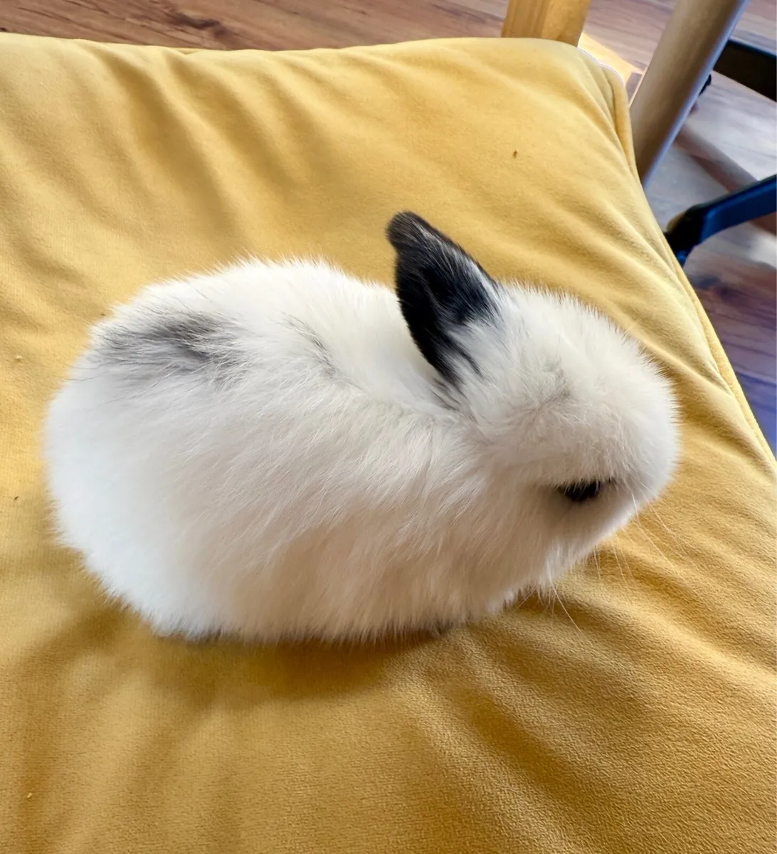 lop-eared rabbit - Image 1