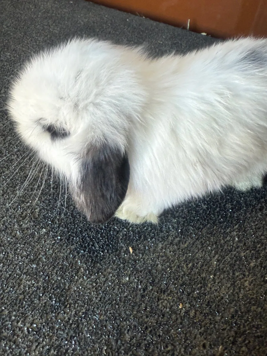 lop-eared rabbit - Image 3