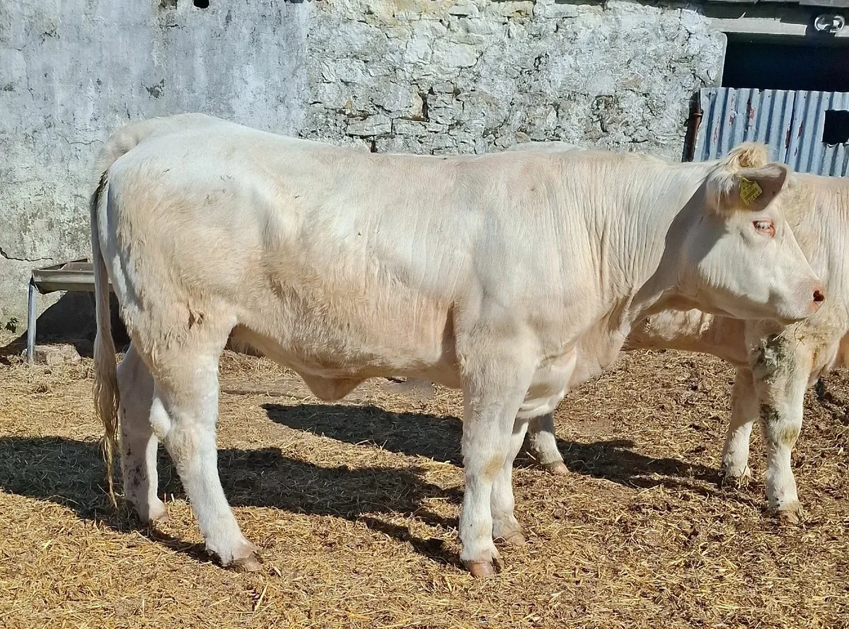 pedigree Charolais  heifers - Image 1