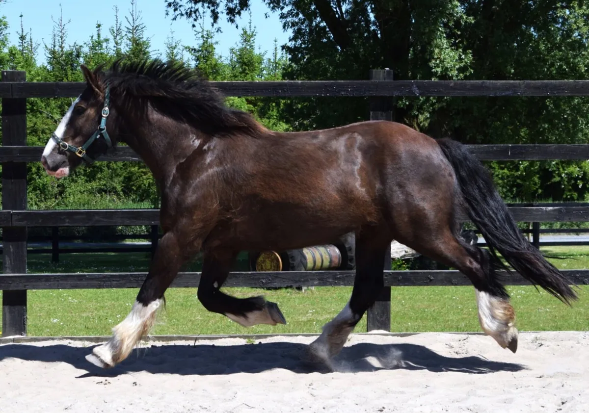 3yo 15.2 black cob gelding - Image 1