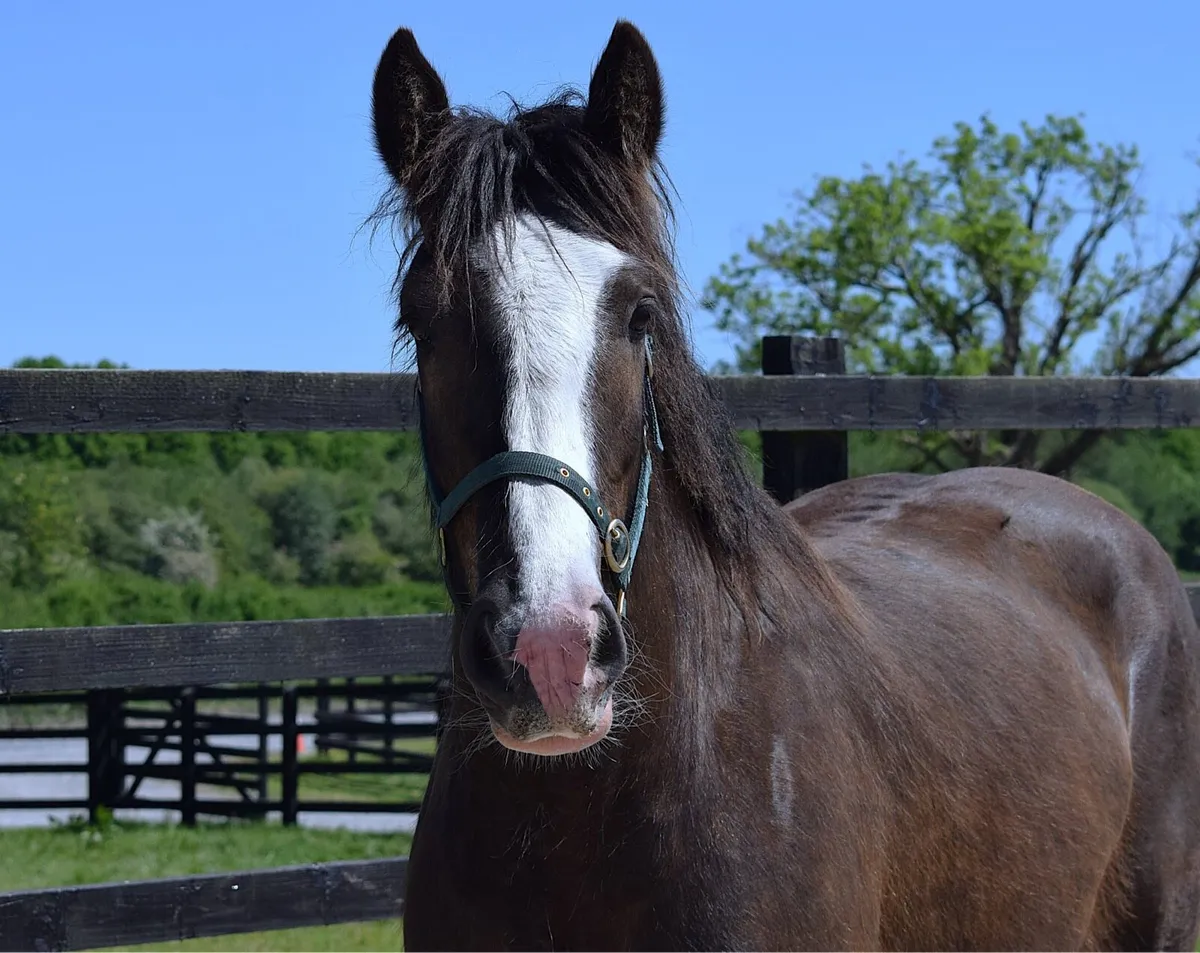 3yo 15.2 black cob gelding - Image 2