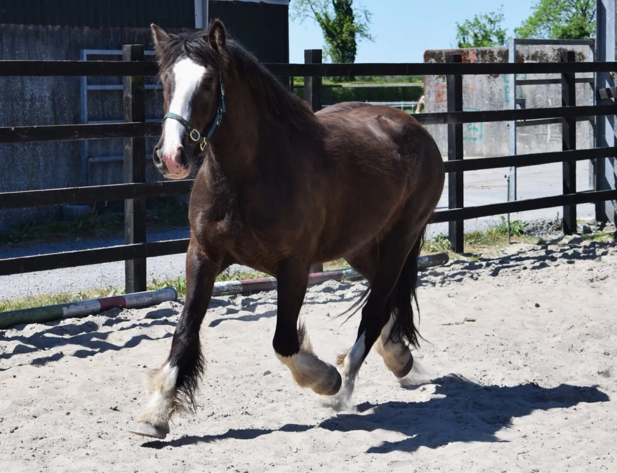 3yo 15.2 black cob gelding - Image 3