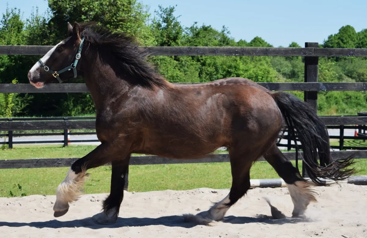 3yo 15.2 black cob gelding - Image 4