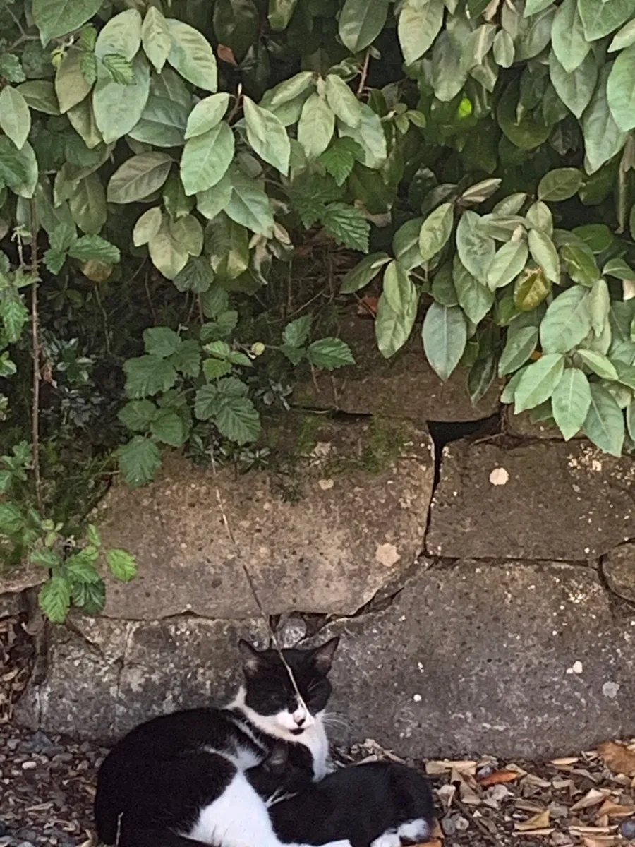3 kittens - Image 3