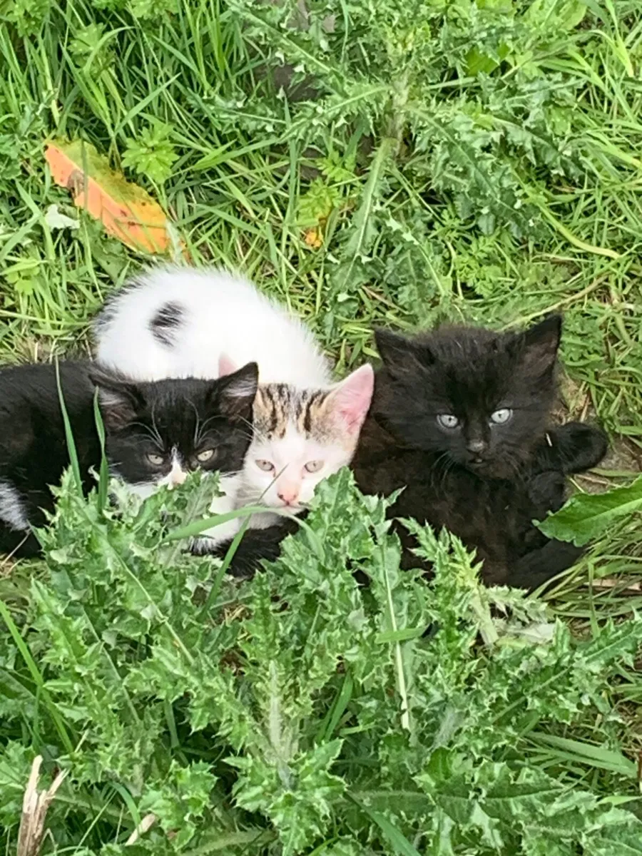 3 kittens - Image 4