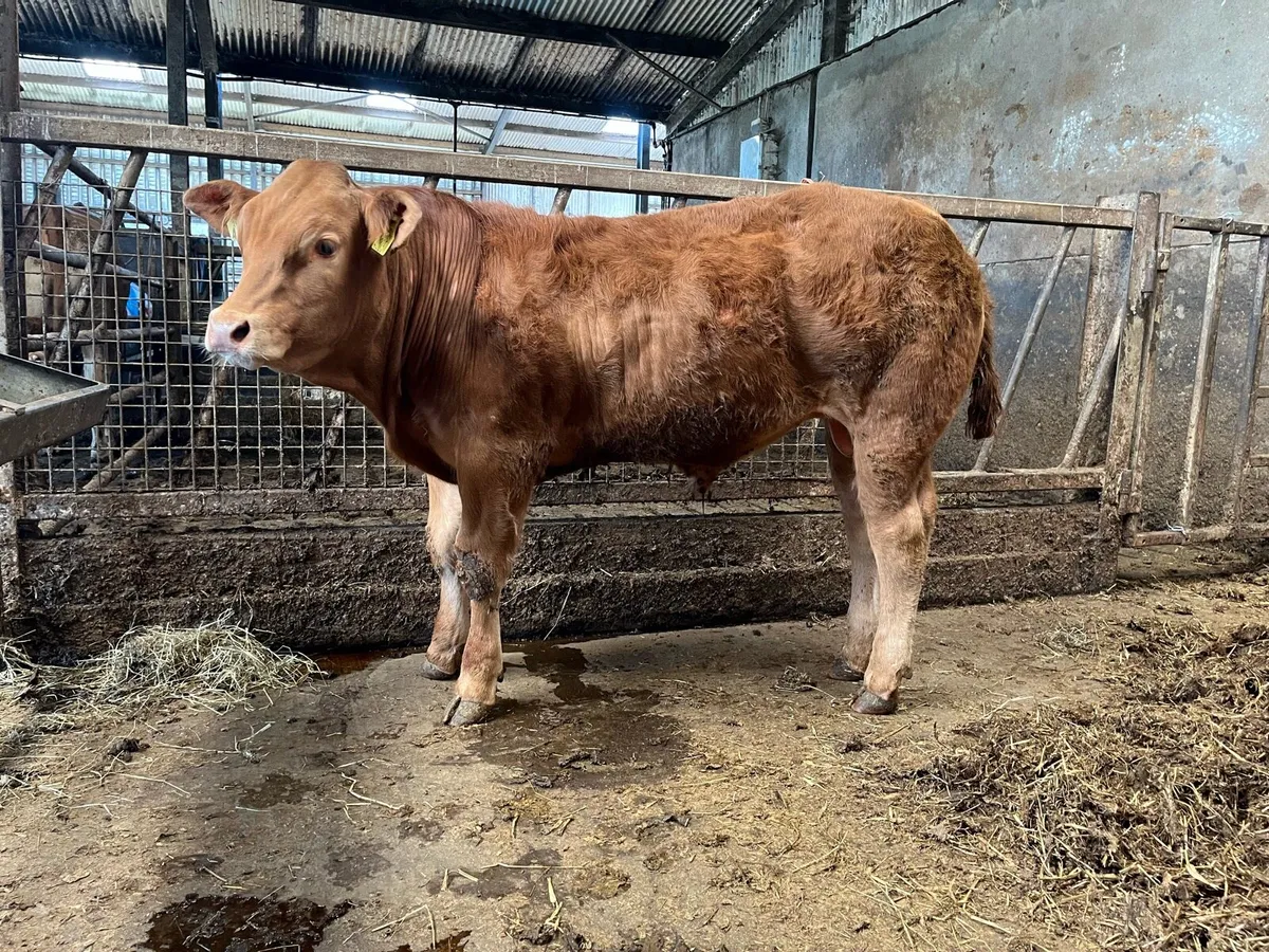 PBR Limousin Bull - Image 2