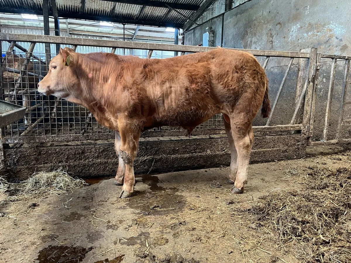 PBR Limousin Bull - Image 1