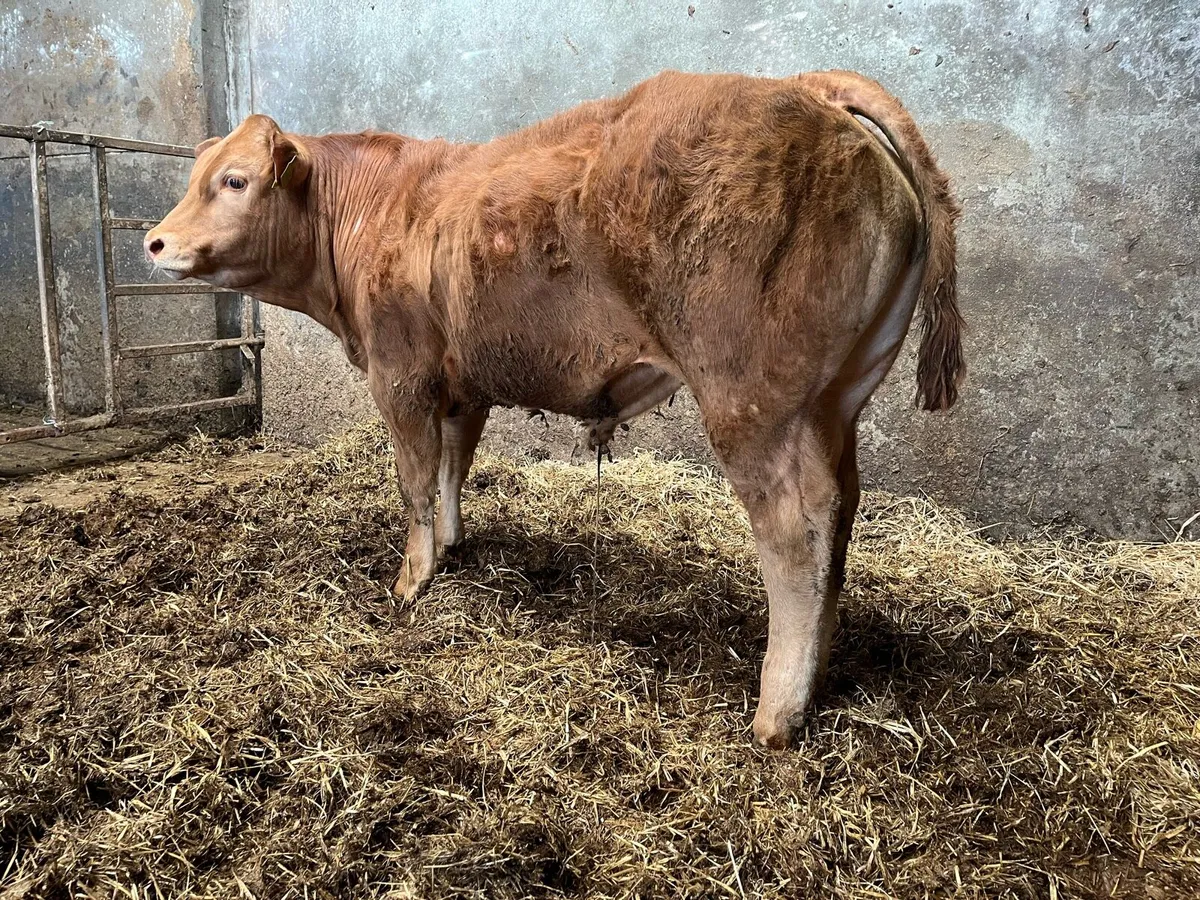 PBR Limousin Bull - Image 3