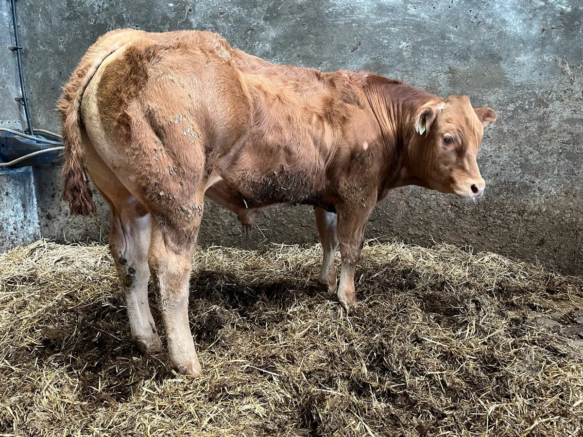 PBR Limousin Bull - Image 4