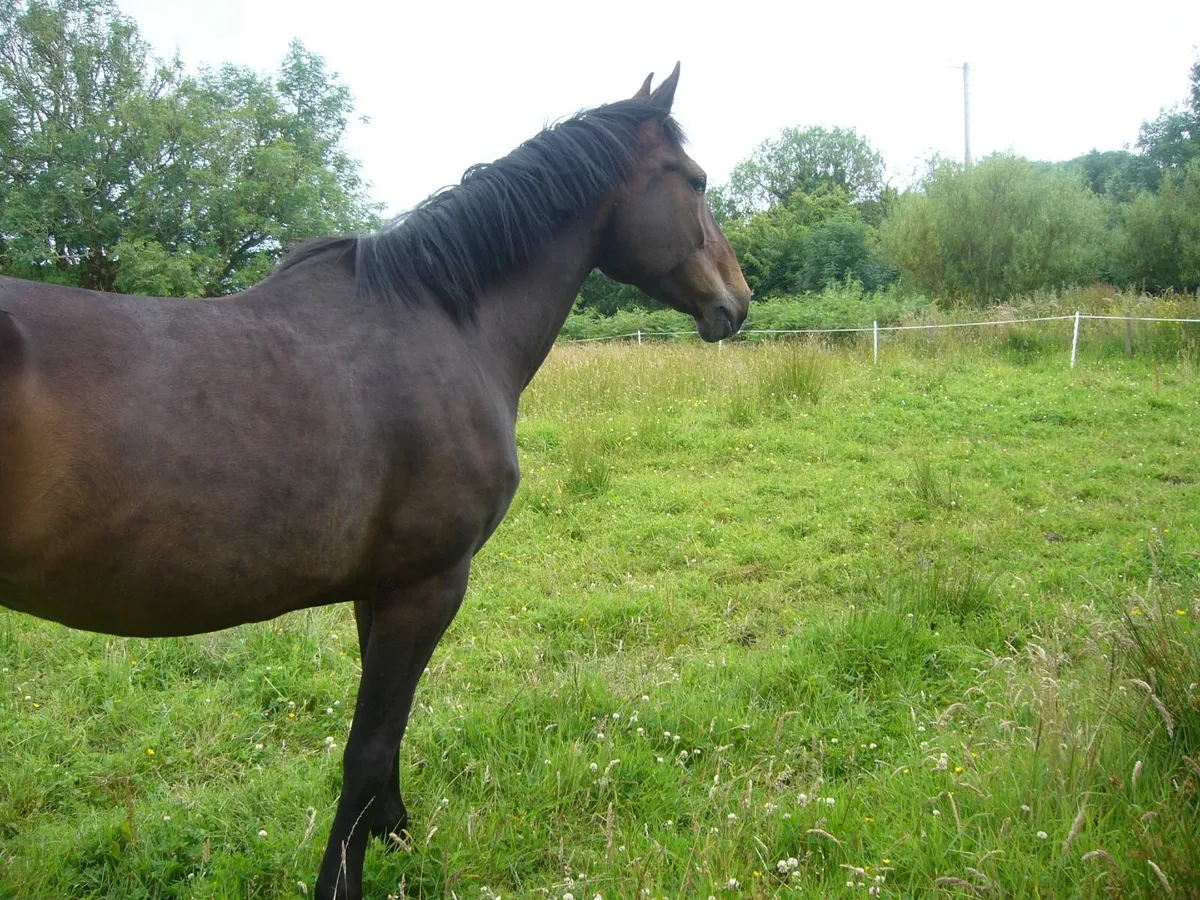 BREEDING MARE - Image 1