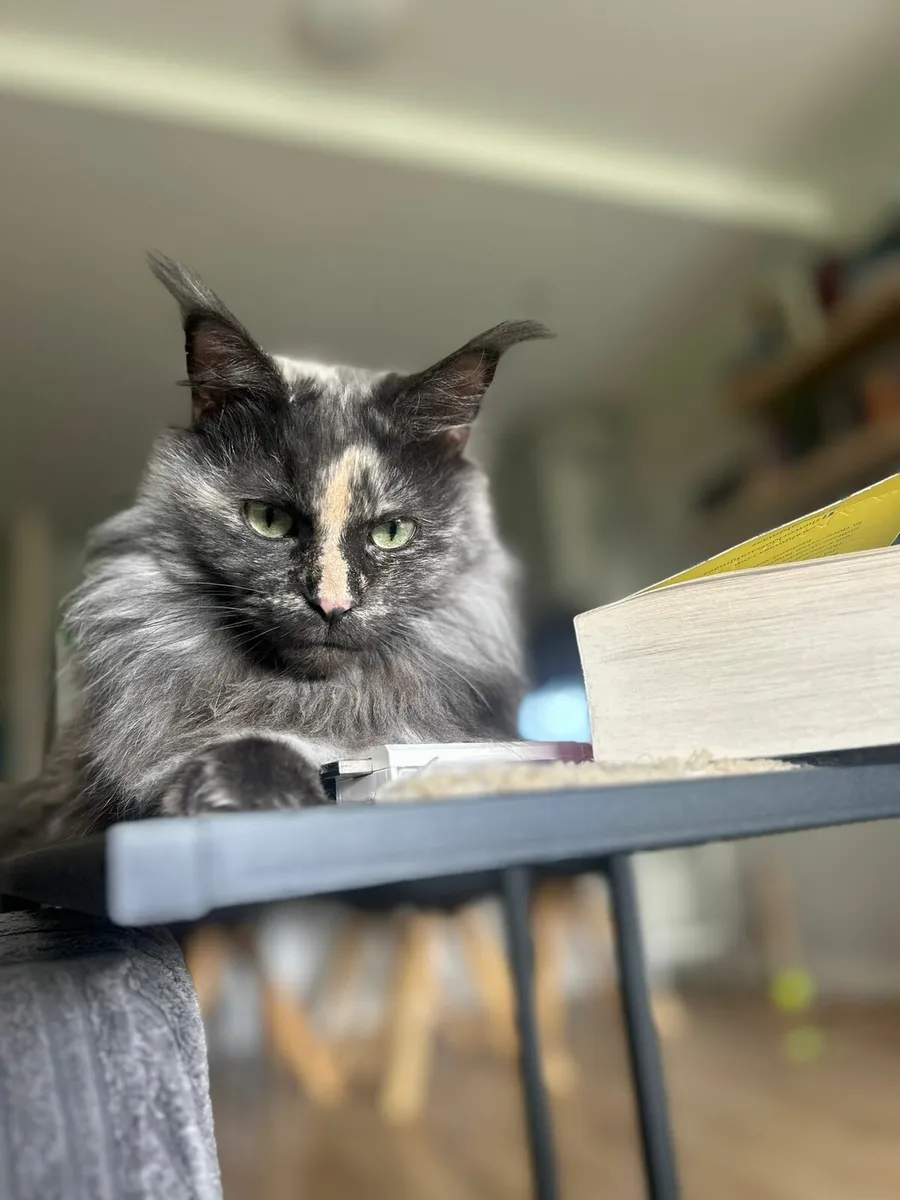 18 month old maine coon - Image 1