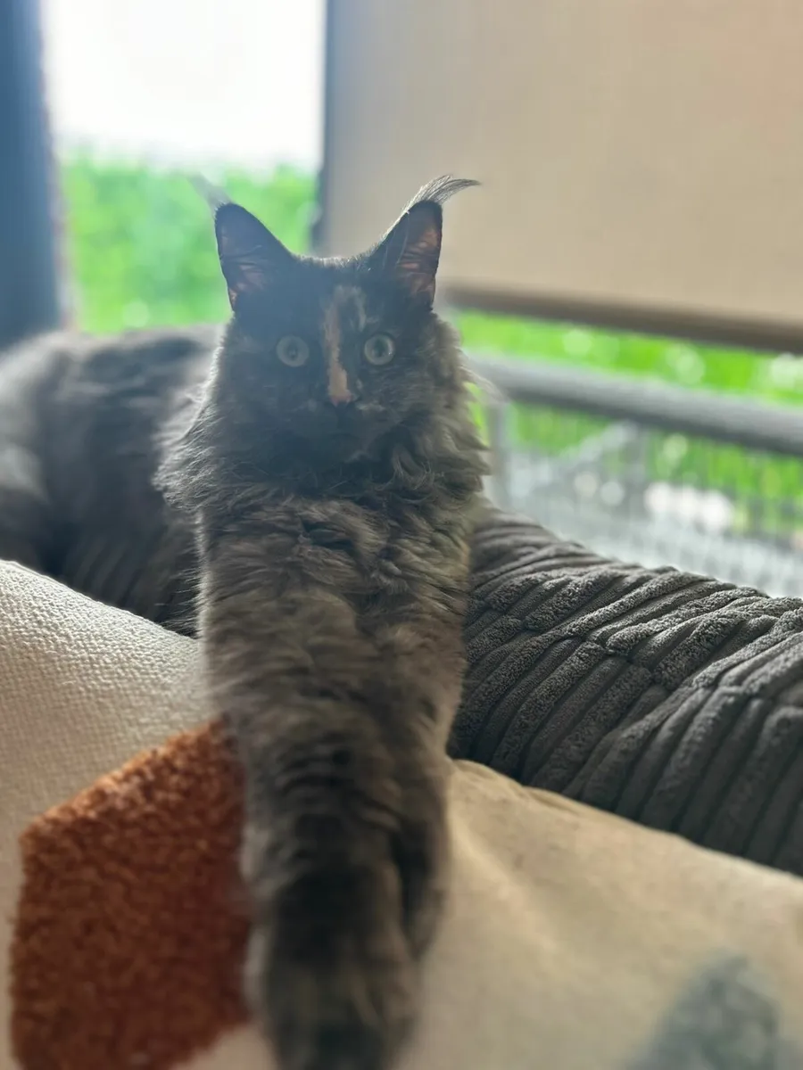 18 month old maine coon - Image 2