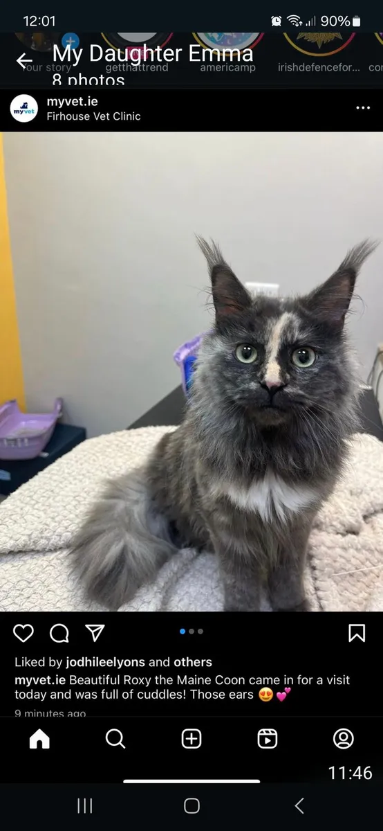 18 month old maine coon - Image 3