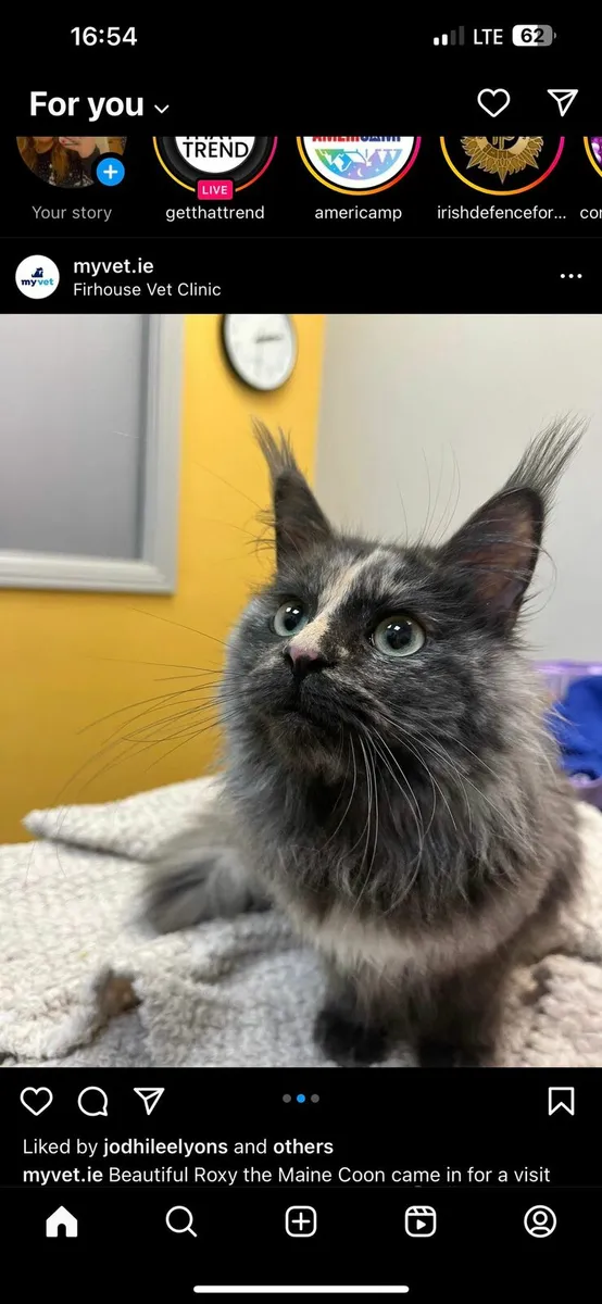 18 month old maine coon - Image 4