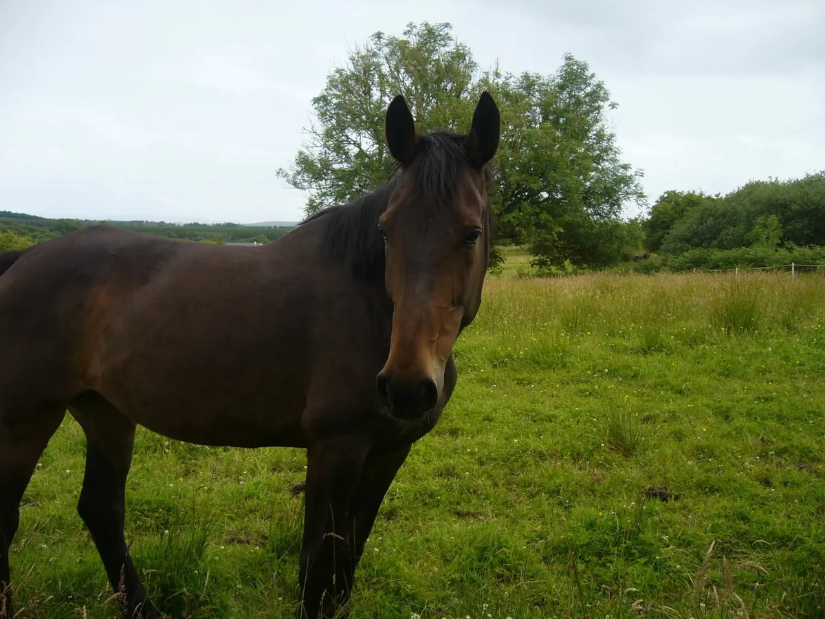 BREEDING MARE - Image 2