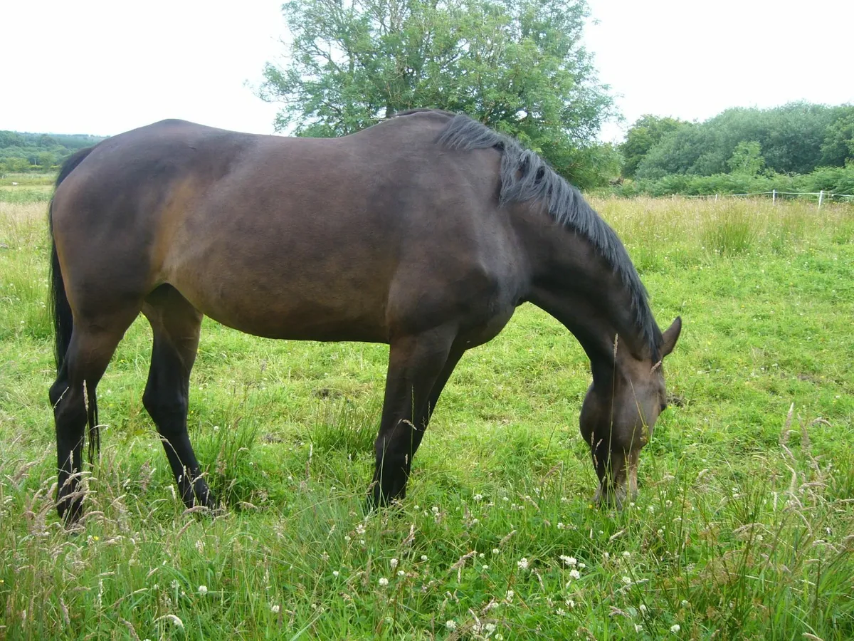 BREEDING MARE - Image 3