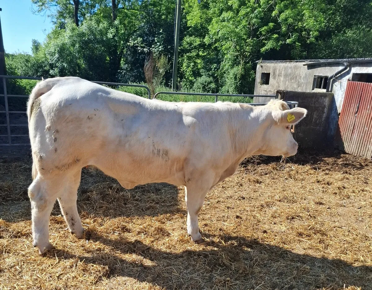 pedigree Charolais  heifers - Image 2
