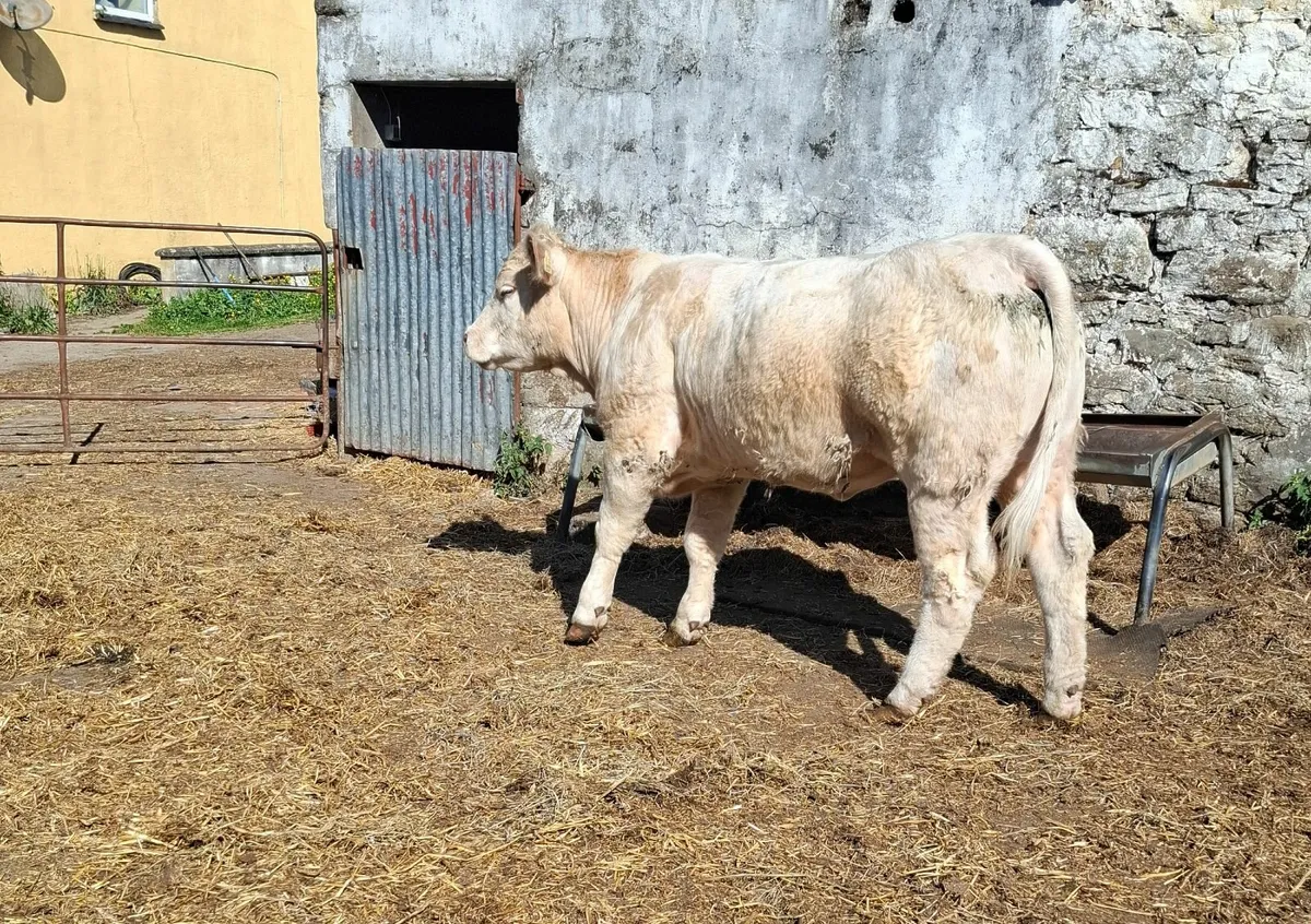 pedigree Charolais  heifers - Image 4