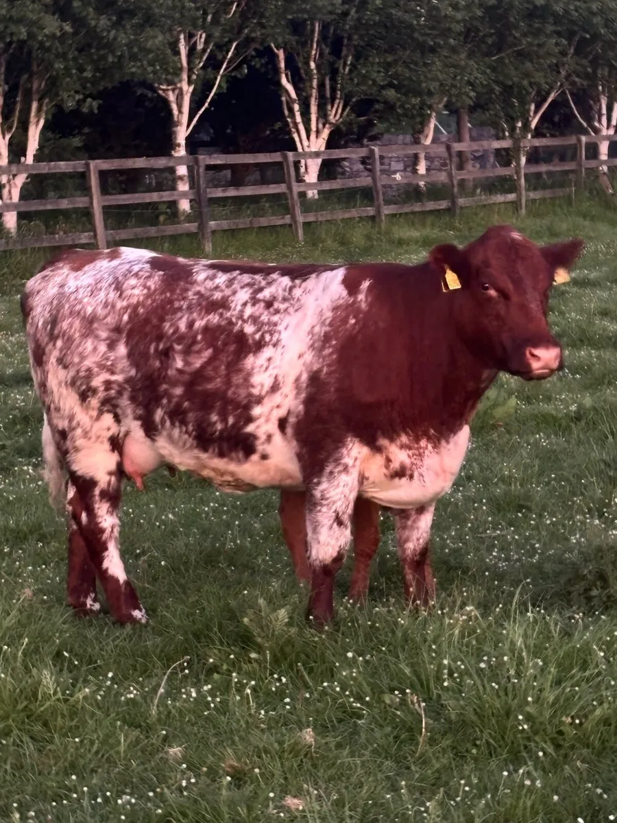 Calved heifer - Image 1