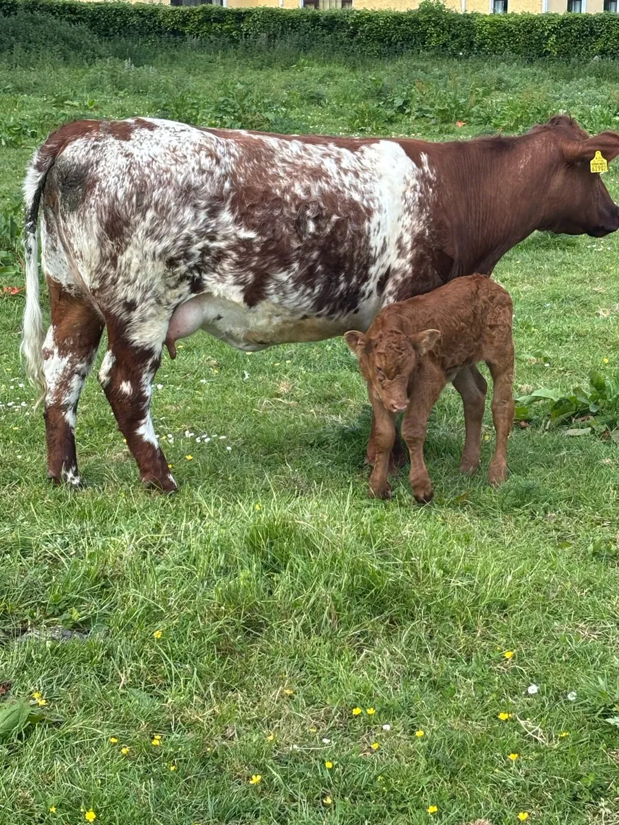Calved heifer - Image 2