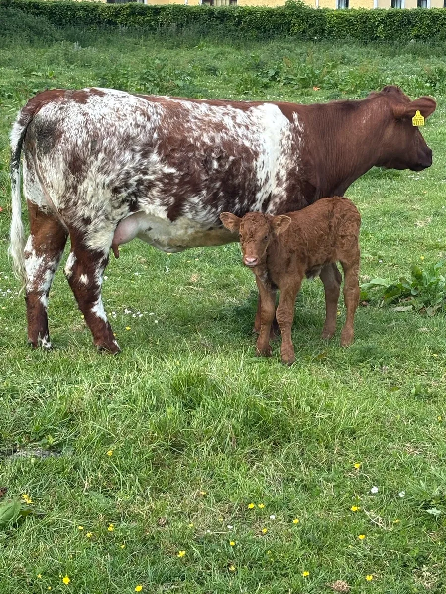 Calved heifer - Image 3