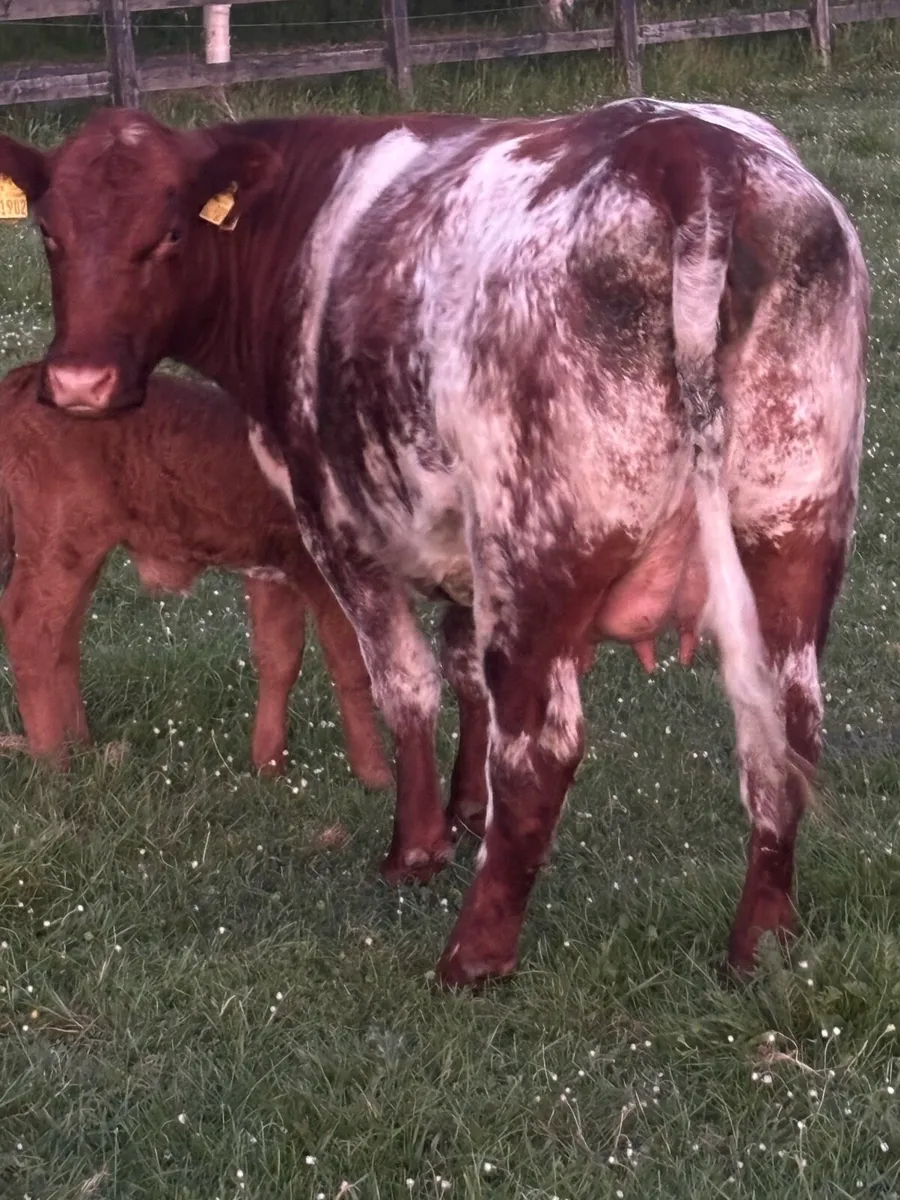 Calved heifer - Image 4
