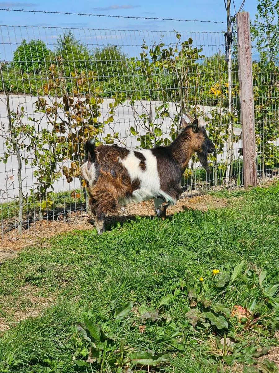 Pygmy Goats - Image 1