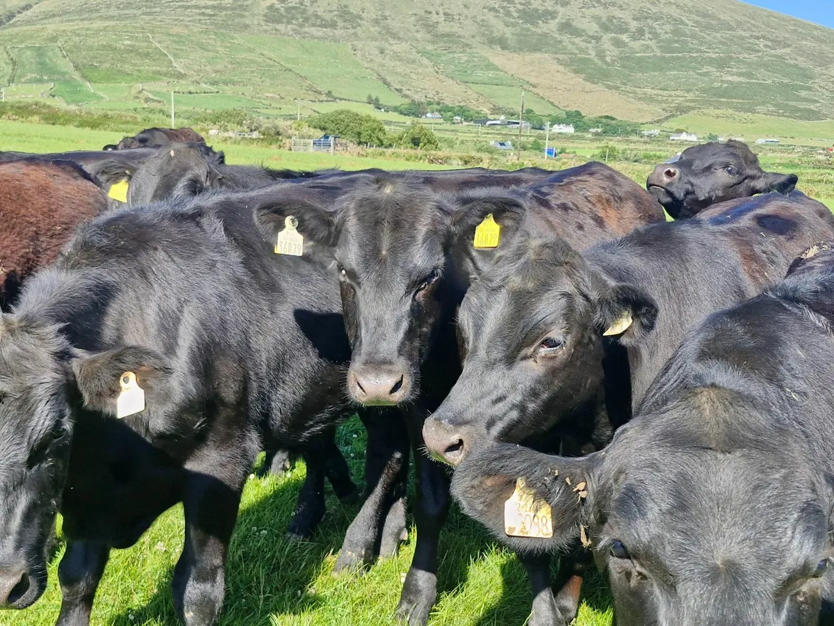 25 STORE ANGUS  BULLOCKS - Image 1