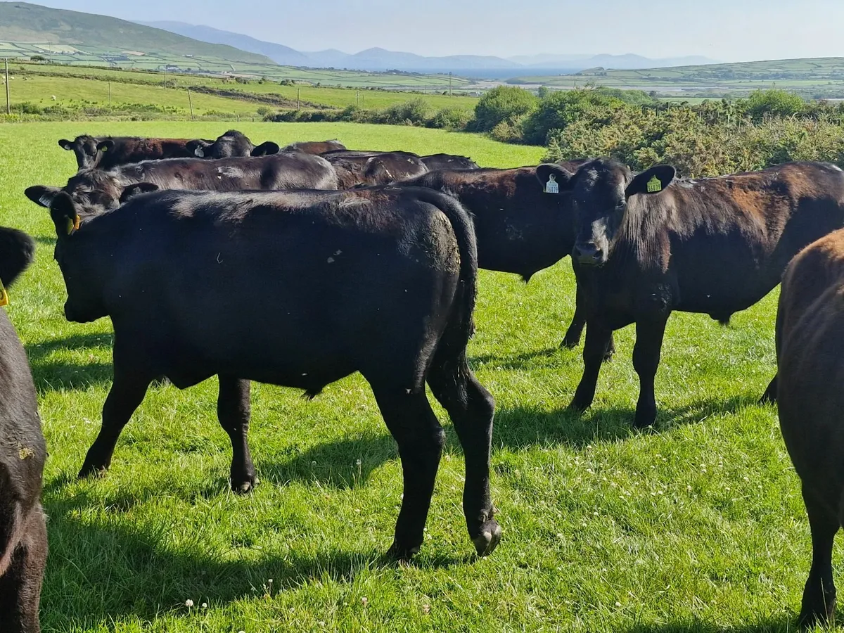 25 STORE ANGUS  BULLOCKS - Image 2