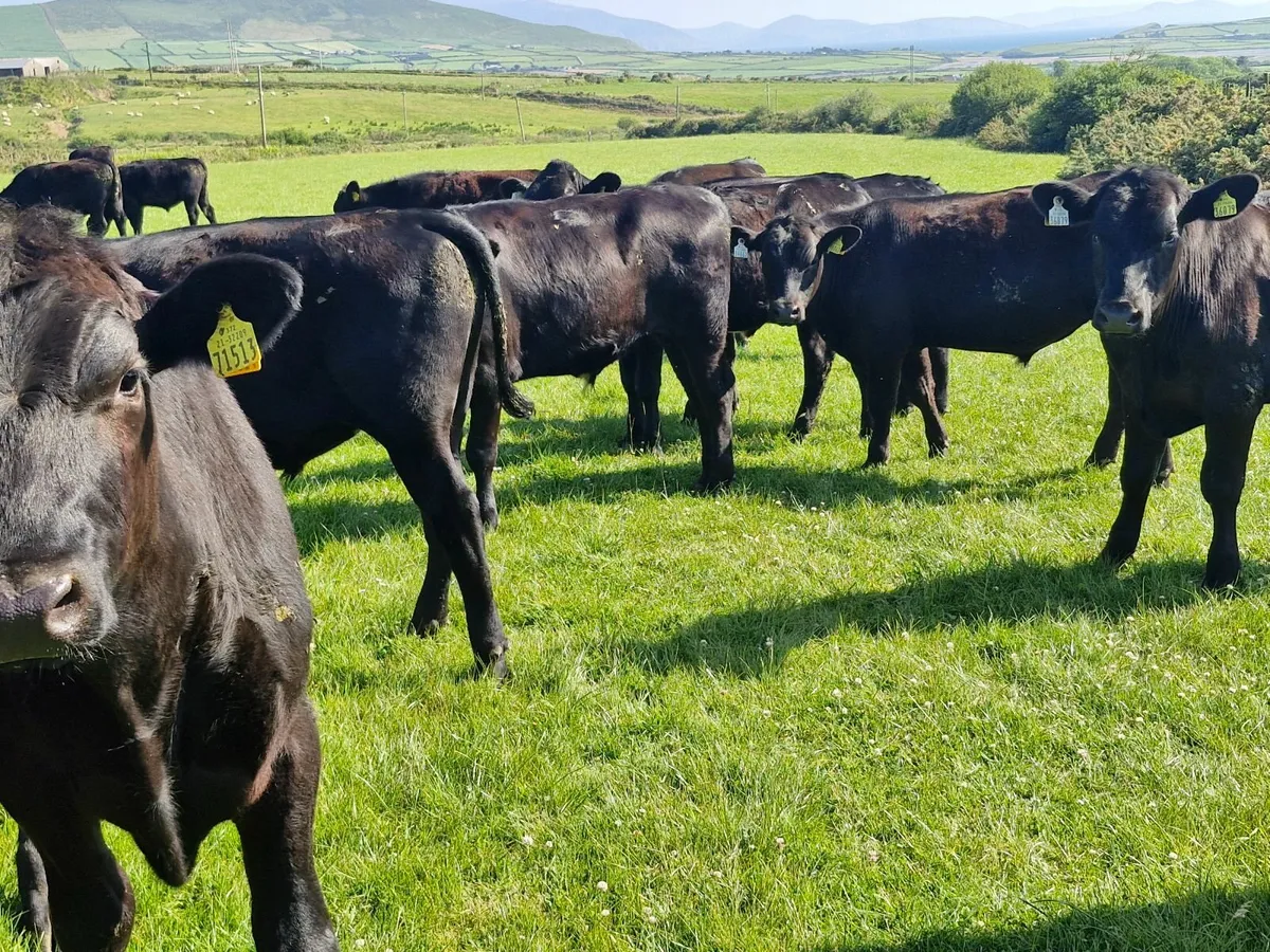 25 STORE ANGUS  BULLOCKS - Image 3