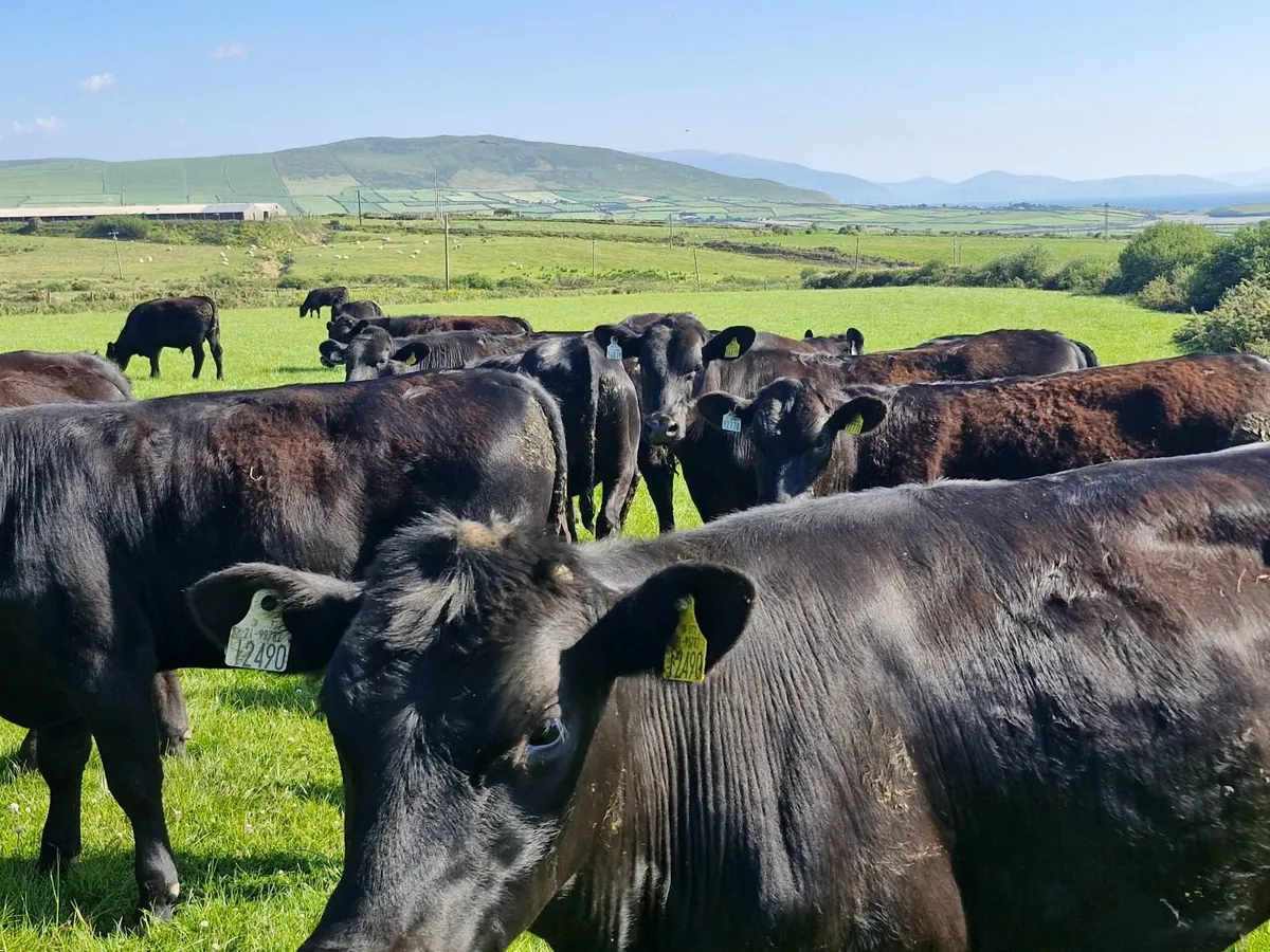 25 STORE ANGUS  BULLOCKS - Image 4