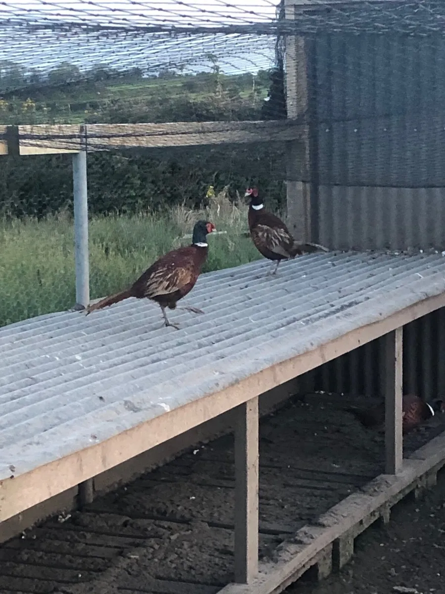 Pheasants - Image 1