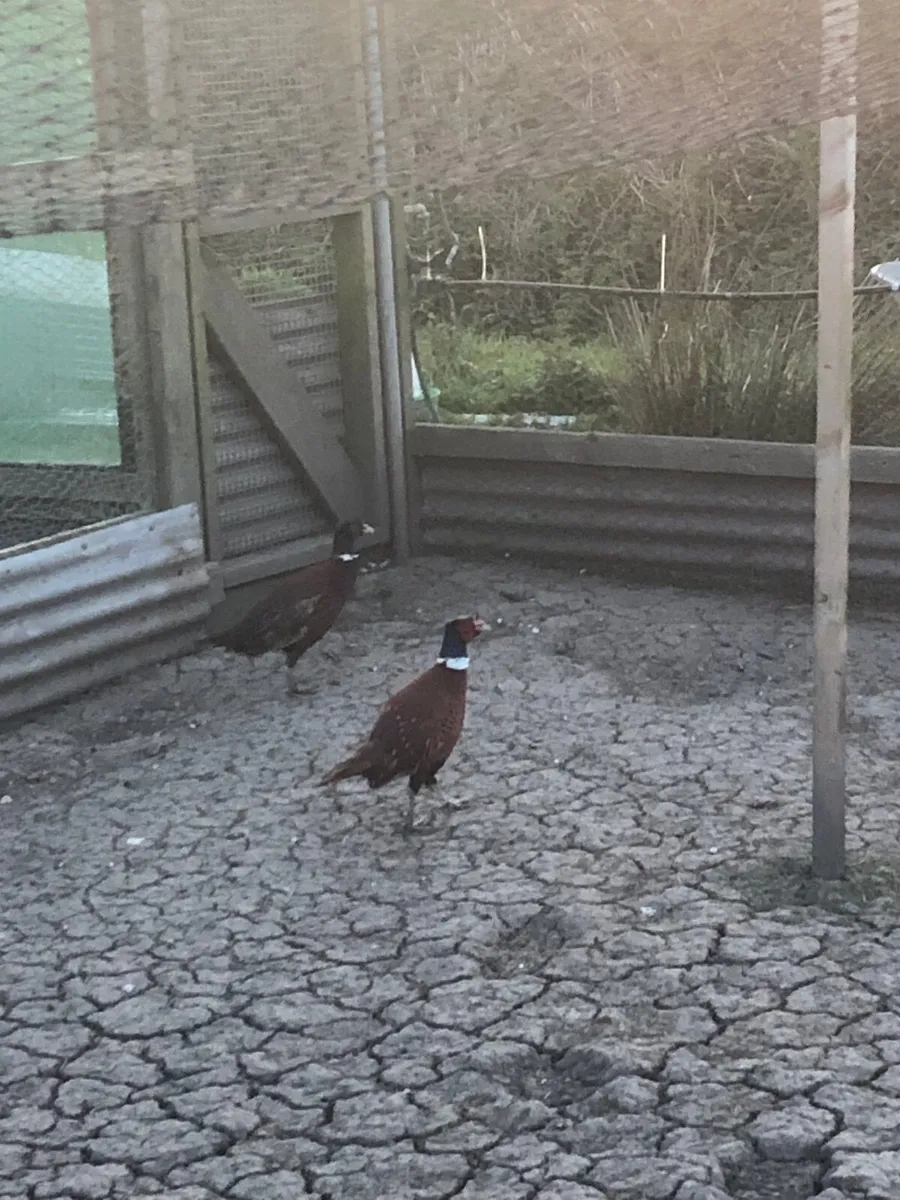 Pheasants - Image 2