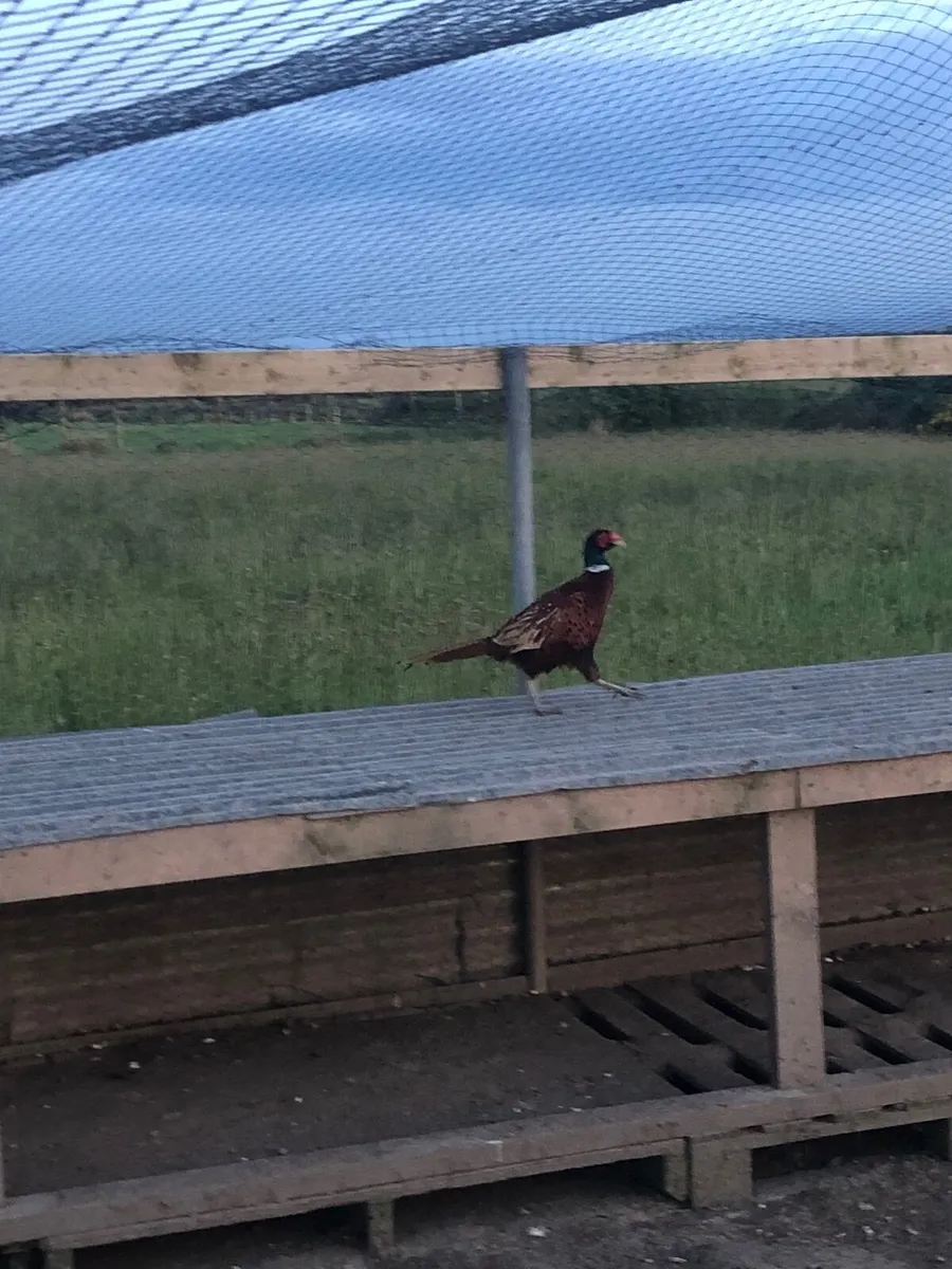 Pheasants - Image 4