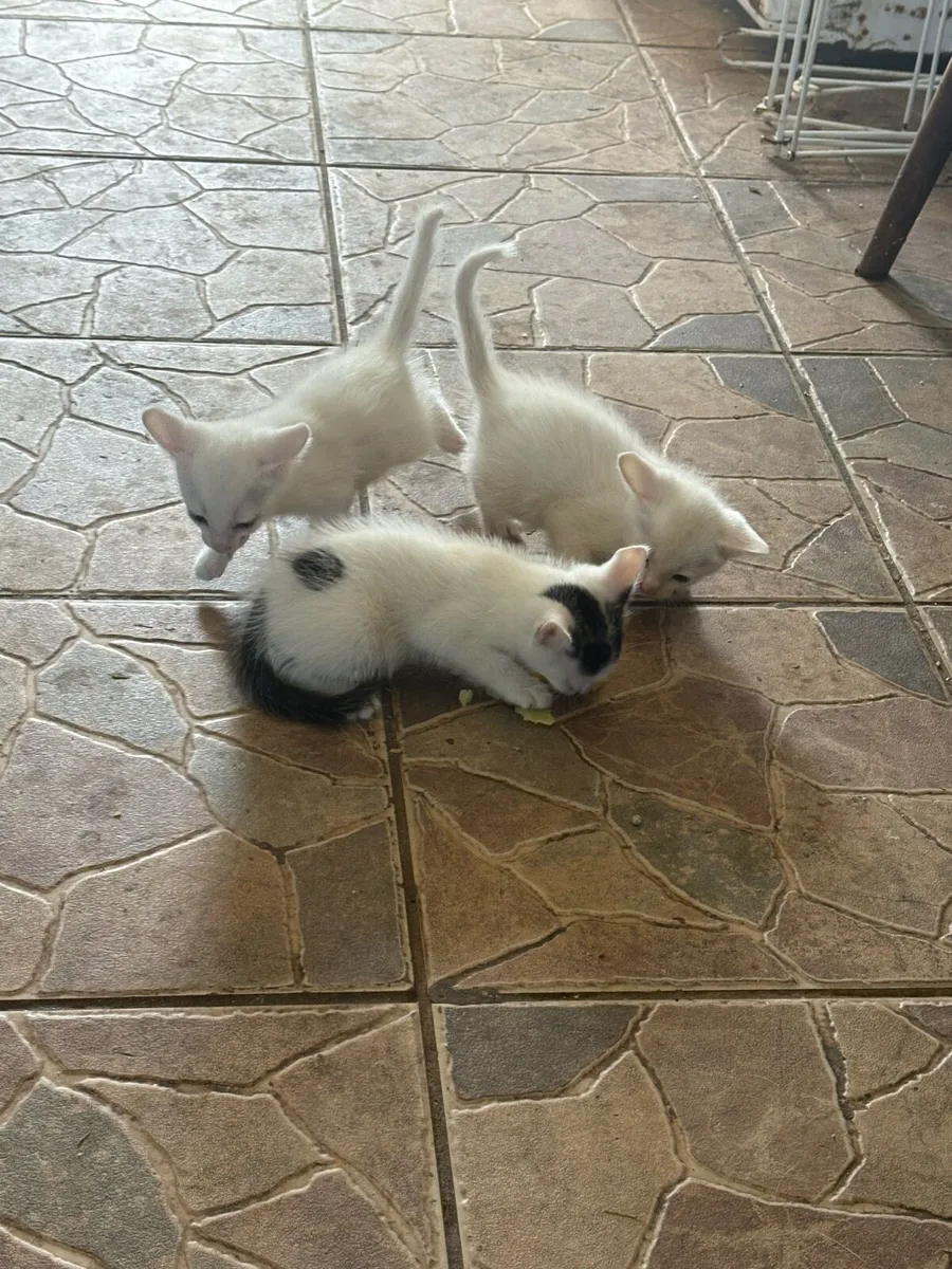 Kittens - Image 2