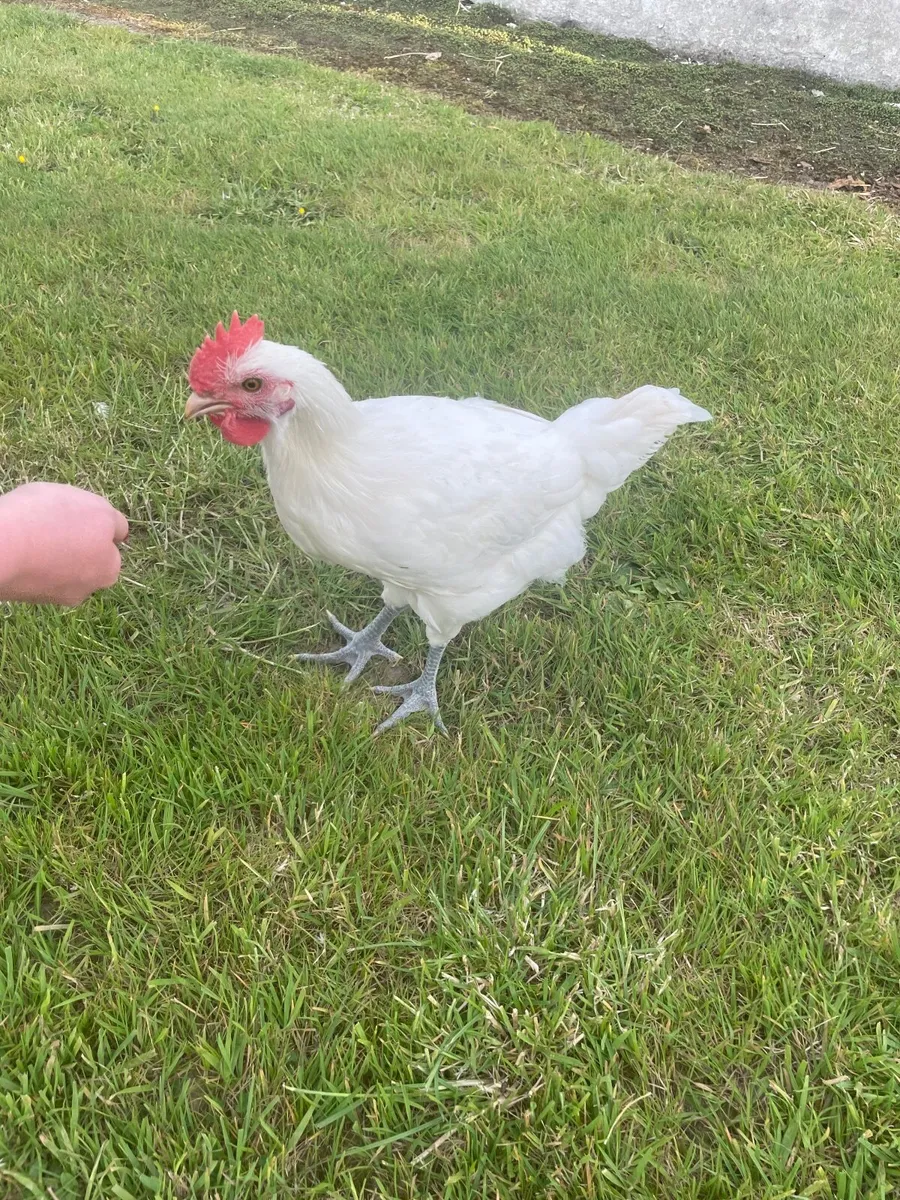 Roosters - Image 3