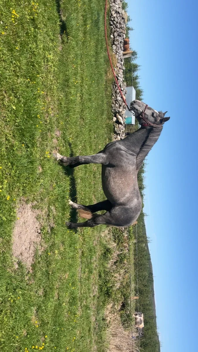 3 year old filly - Image 1
