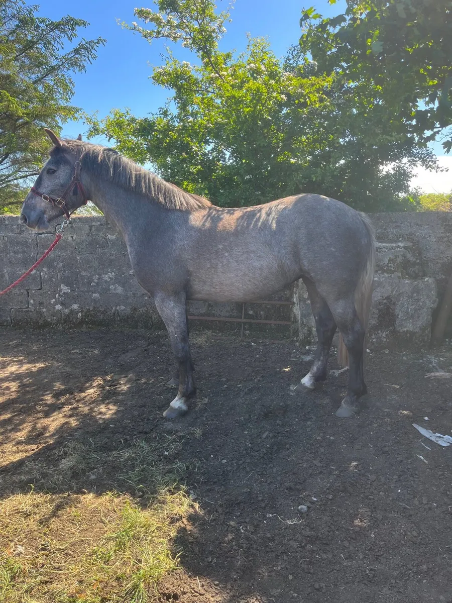 3 year old filly - Image 2