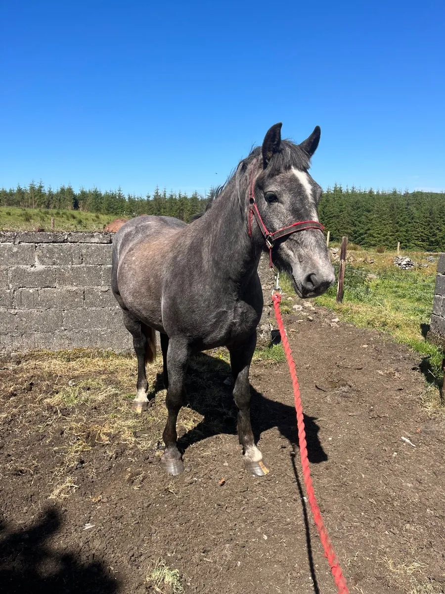 3 year old filly - Image 3